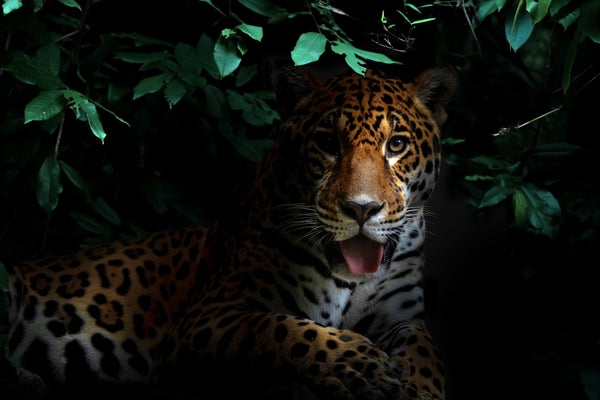 jaguar in tropical rainforest at night dark background