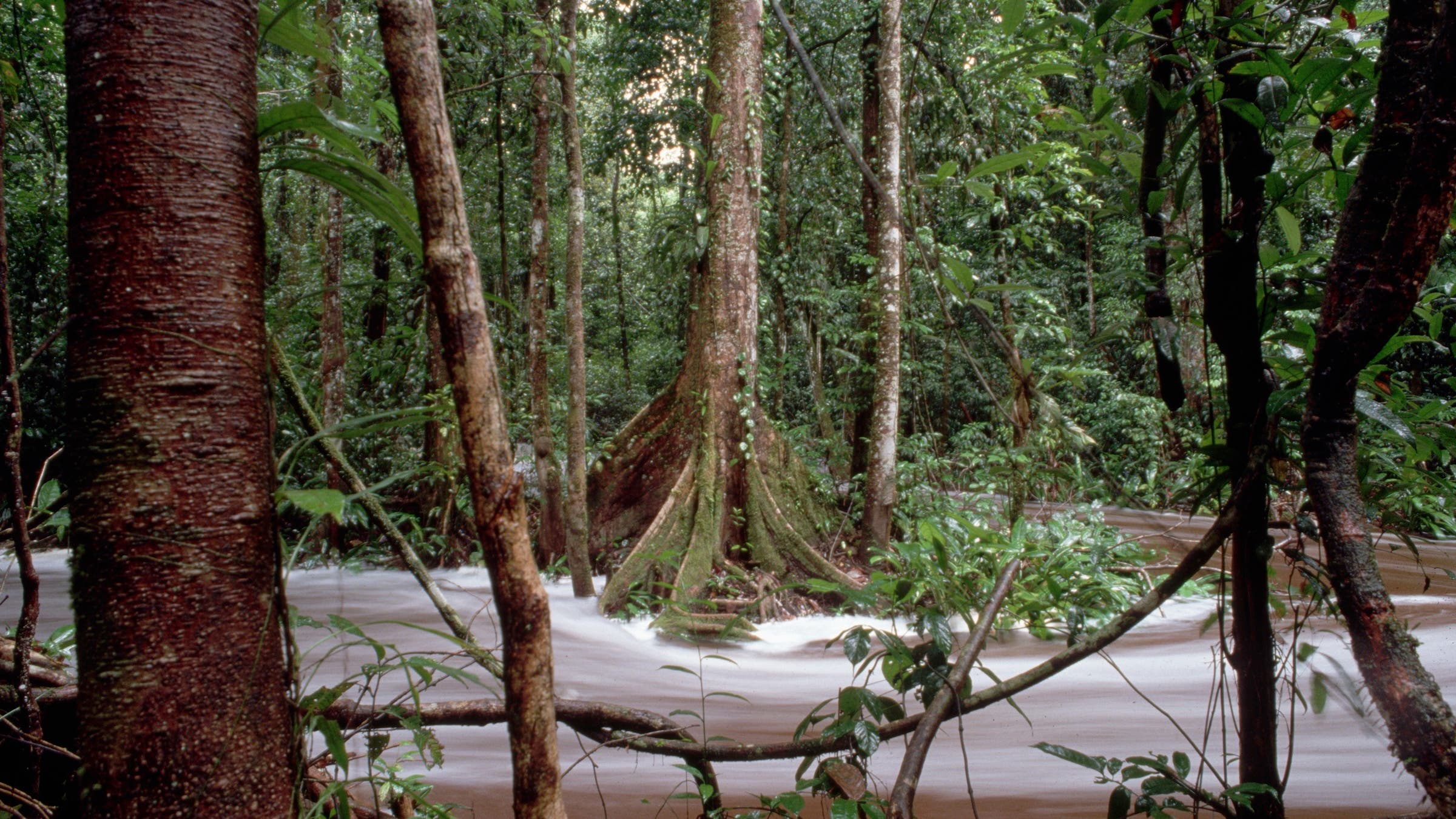 the Guyana rainforest