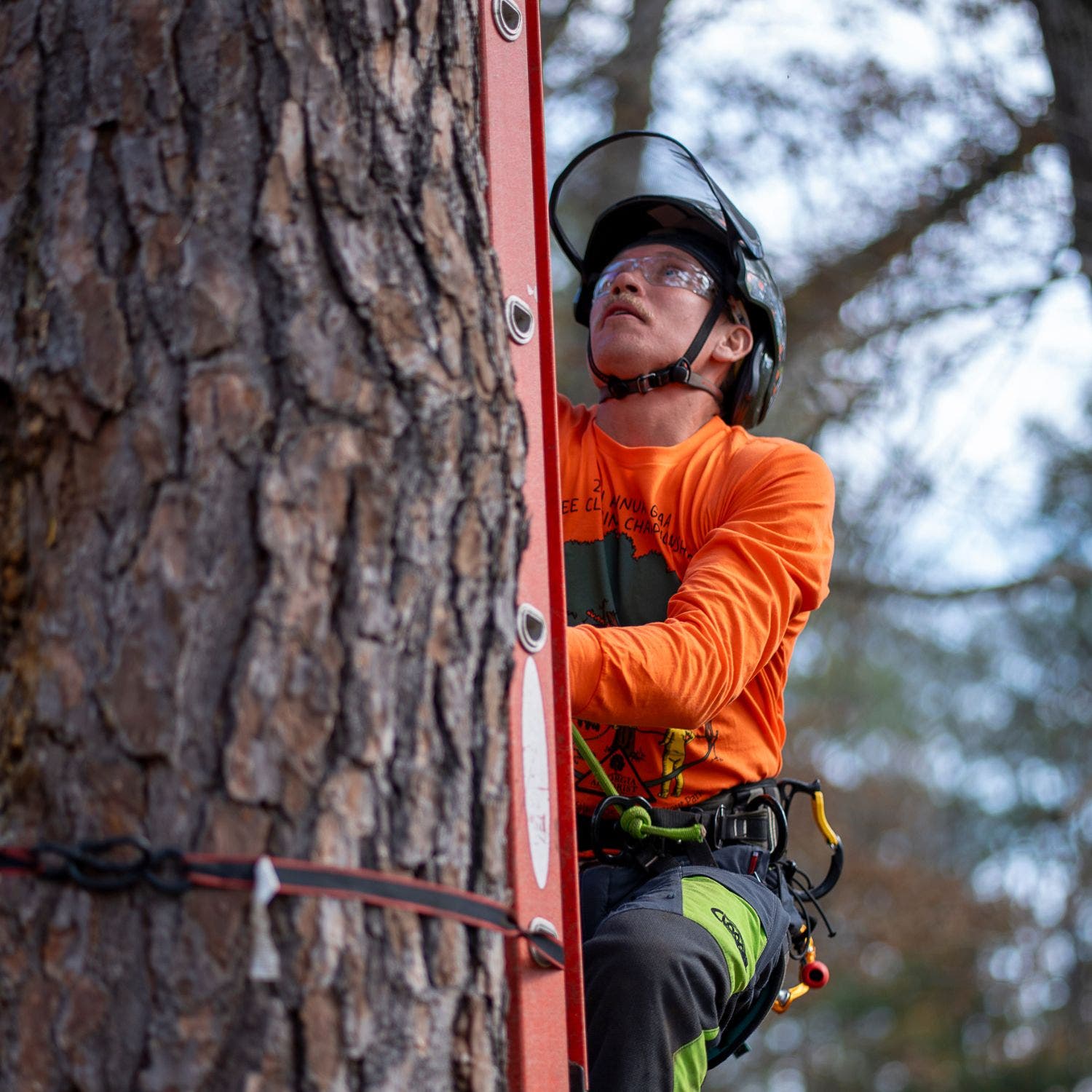 man climbing tree with ladder