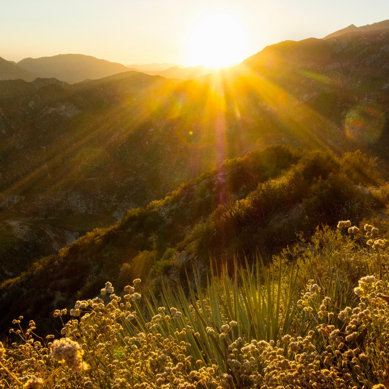 The sun sets behind the San Gabriel Mountains, backlighting wild mustard wildflowers in the Angeles National Forest.