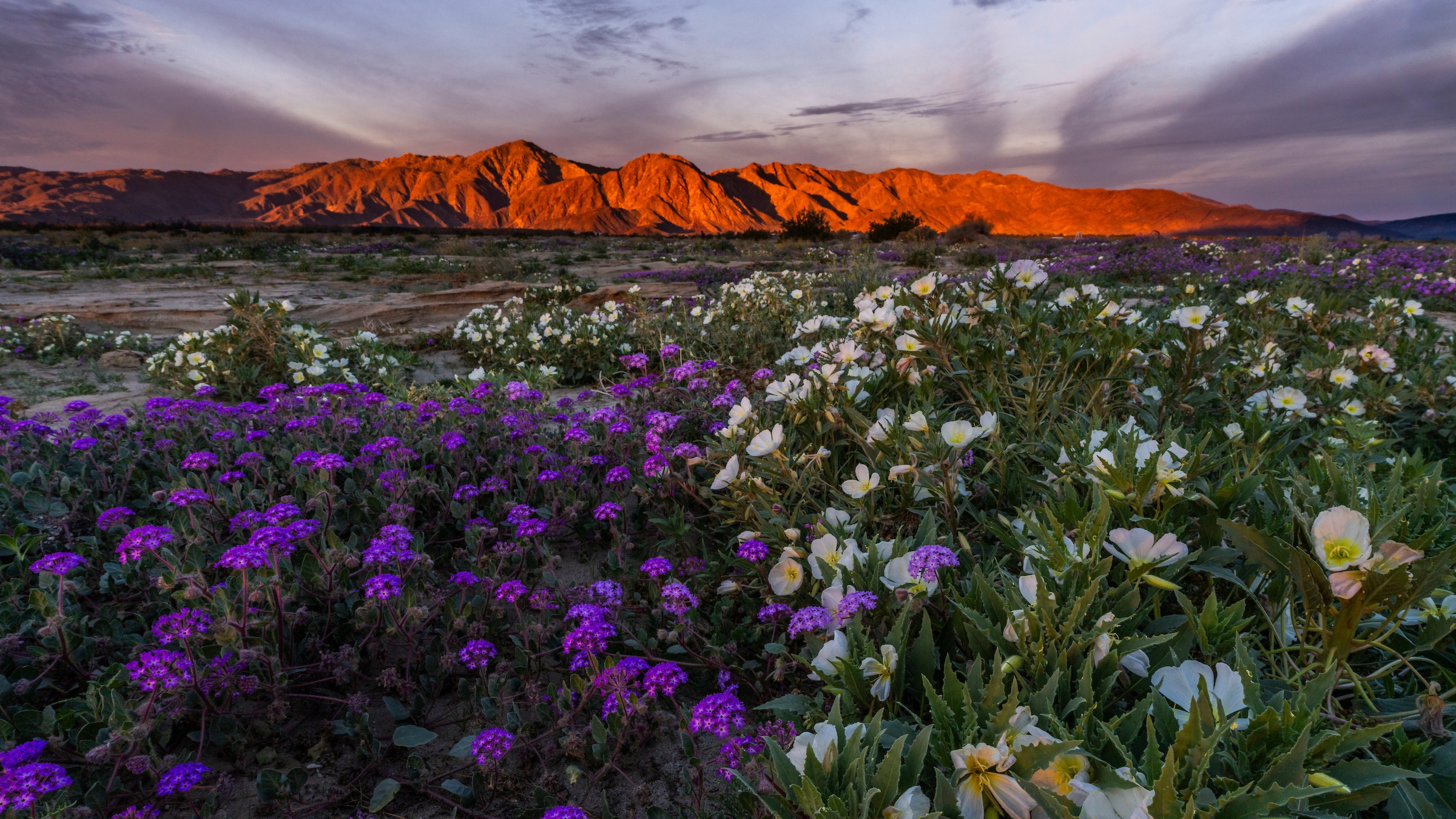 Anza-Borrego Desert State Park California superbloom