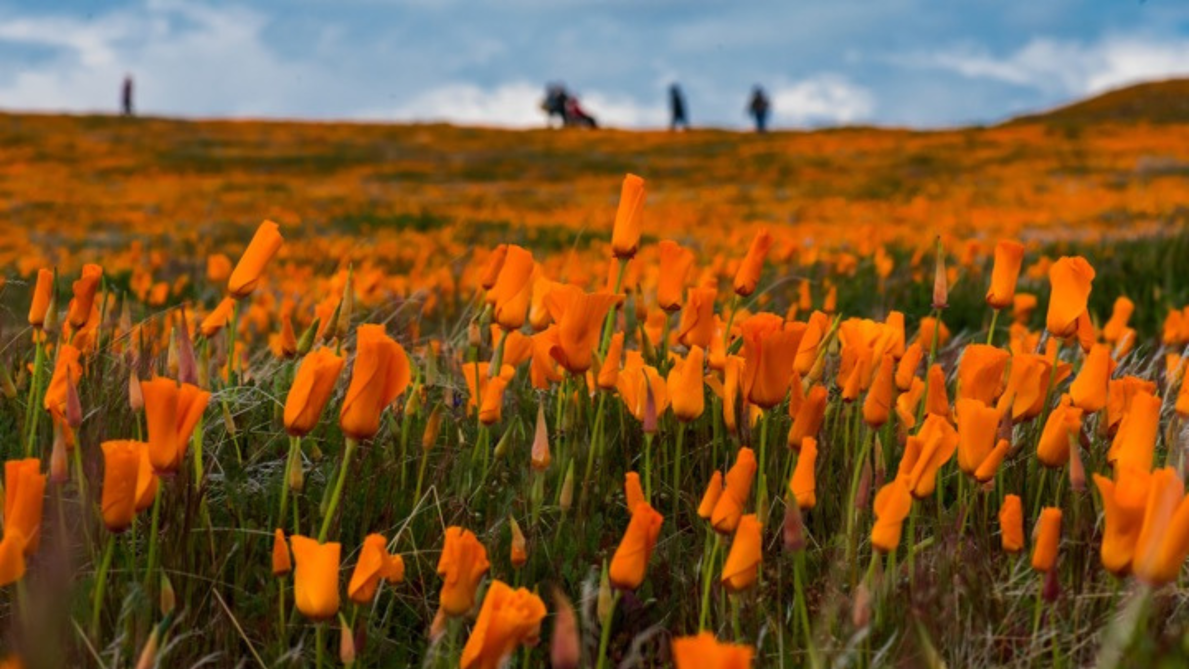 Antelope Valley Poppy Reserve California superbloom