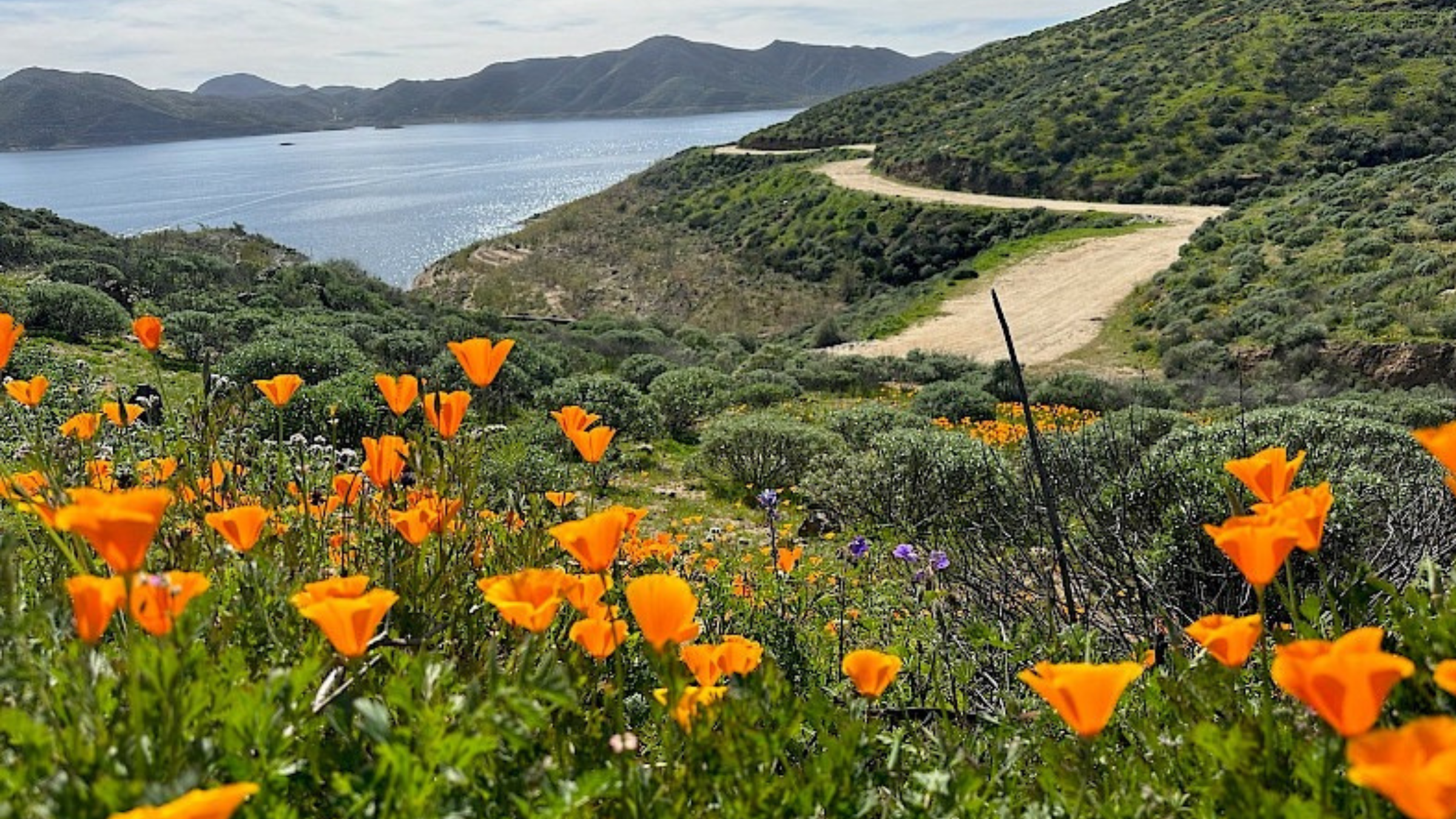Diamond Valley Lake California superbloom