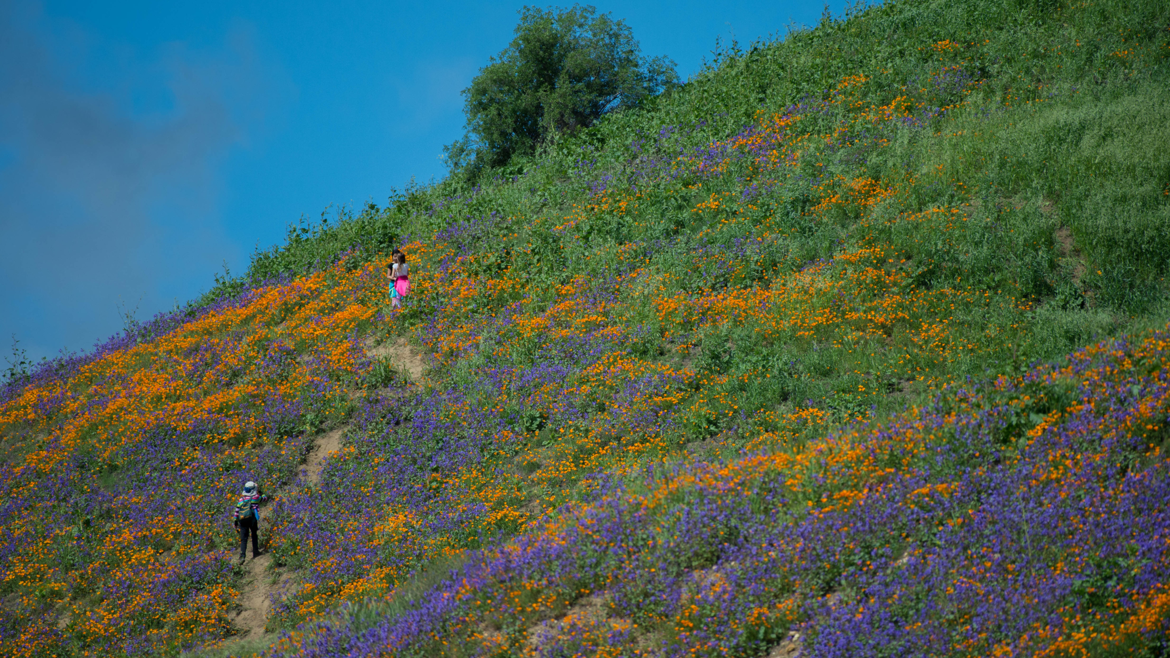 Chino Hills State Park California superbloom
