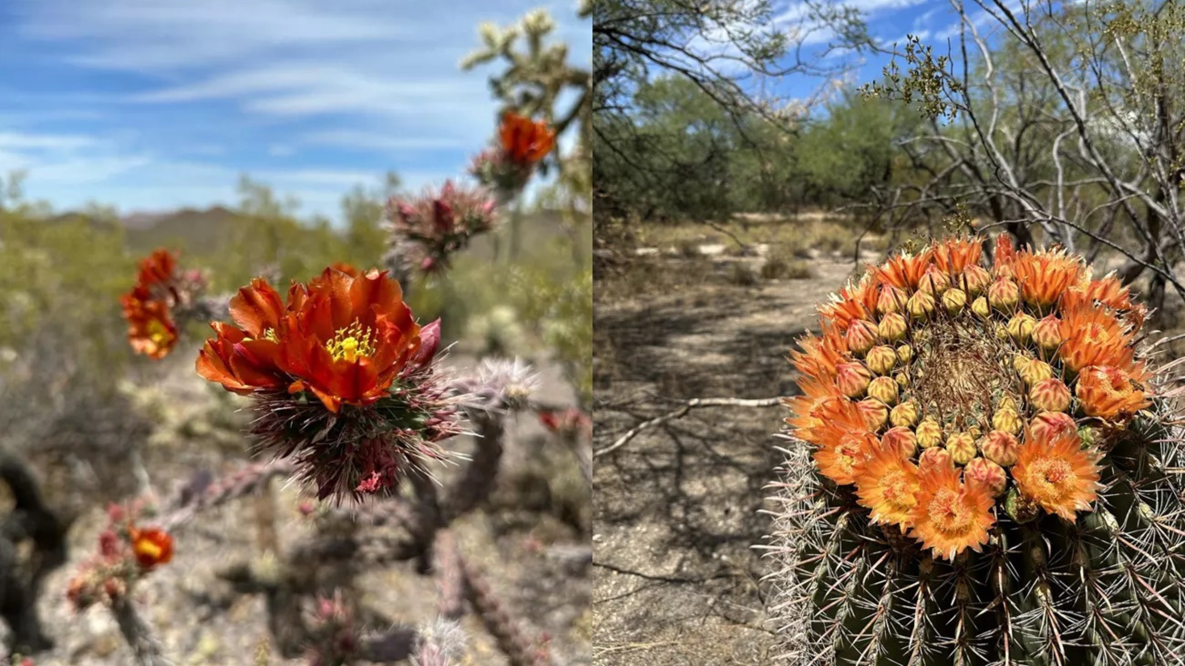 Saguaro National Park Arizona superbloom