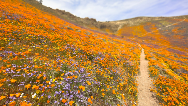 Think You Missed the Superbloom? These 5 Spots Say Otherwise.