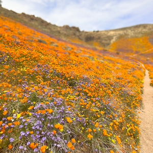 california superbloom
