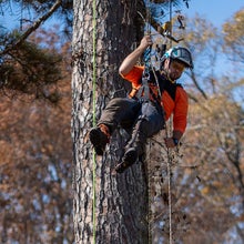 An arborist hangs from his ropes system.