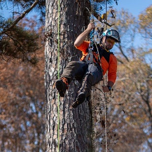 An arborist hangs from his ropes system.