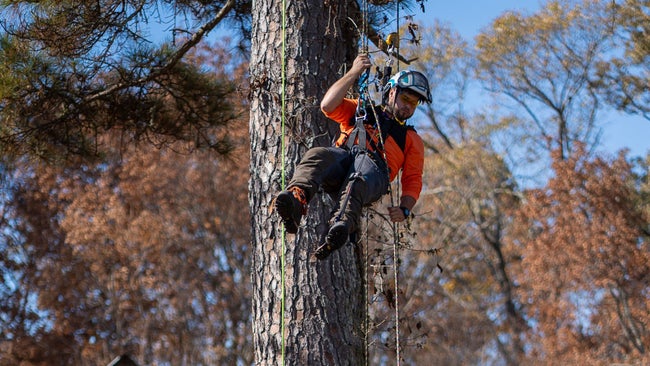 An arborist hangs from his ropes system.