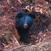 A Japanese moon bear peeks out from its den