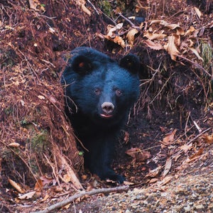 A Japanese moon bear peeks out from its den