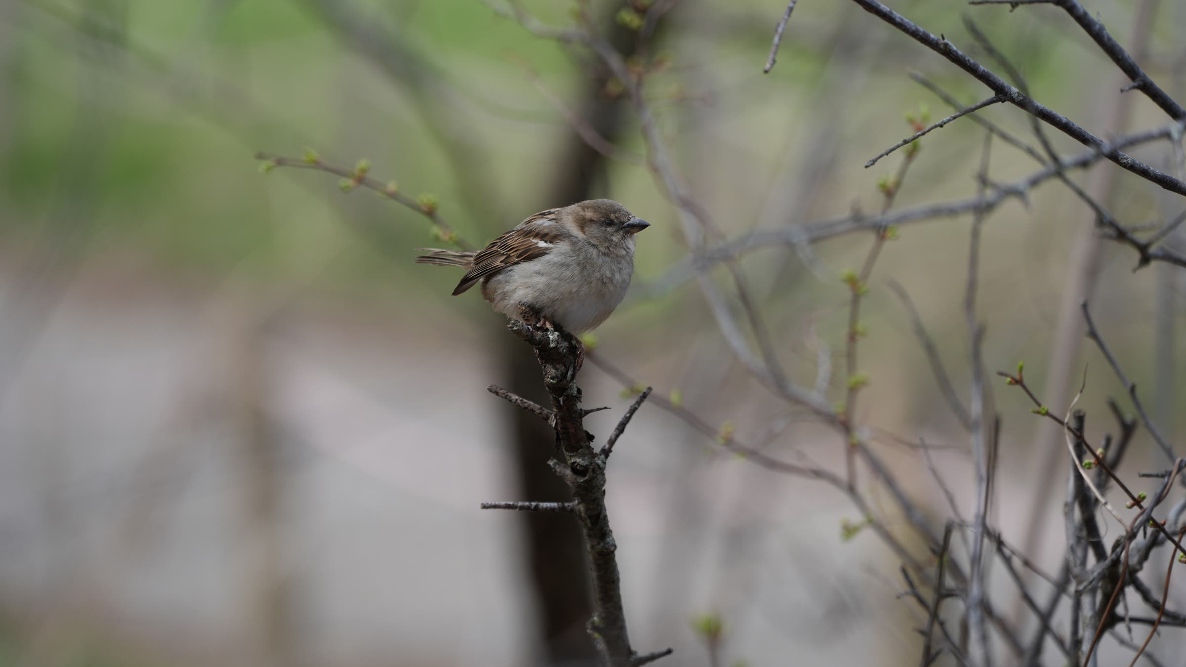 Bird photo shot with Sony Alpha 7C II