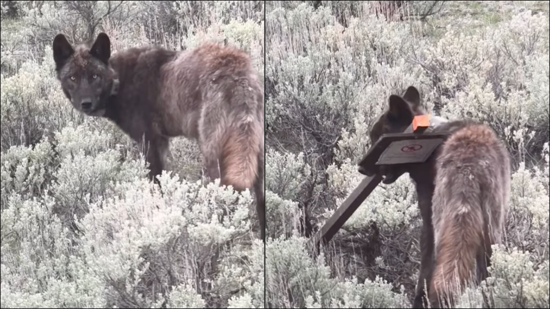 A Yellowstone Wolf Pup Turns Grizzly Warning Sign into a Toy