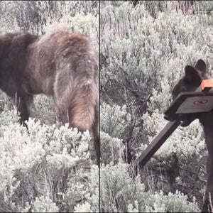 Researchers spotted the year-old wolf pup running across the road, carrying a grizzly warning sign