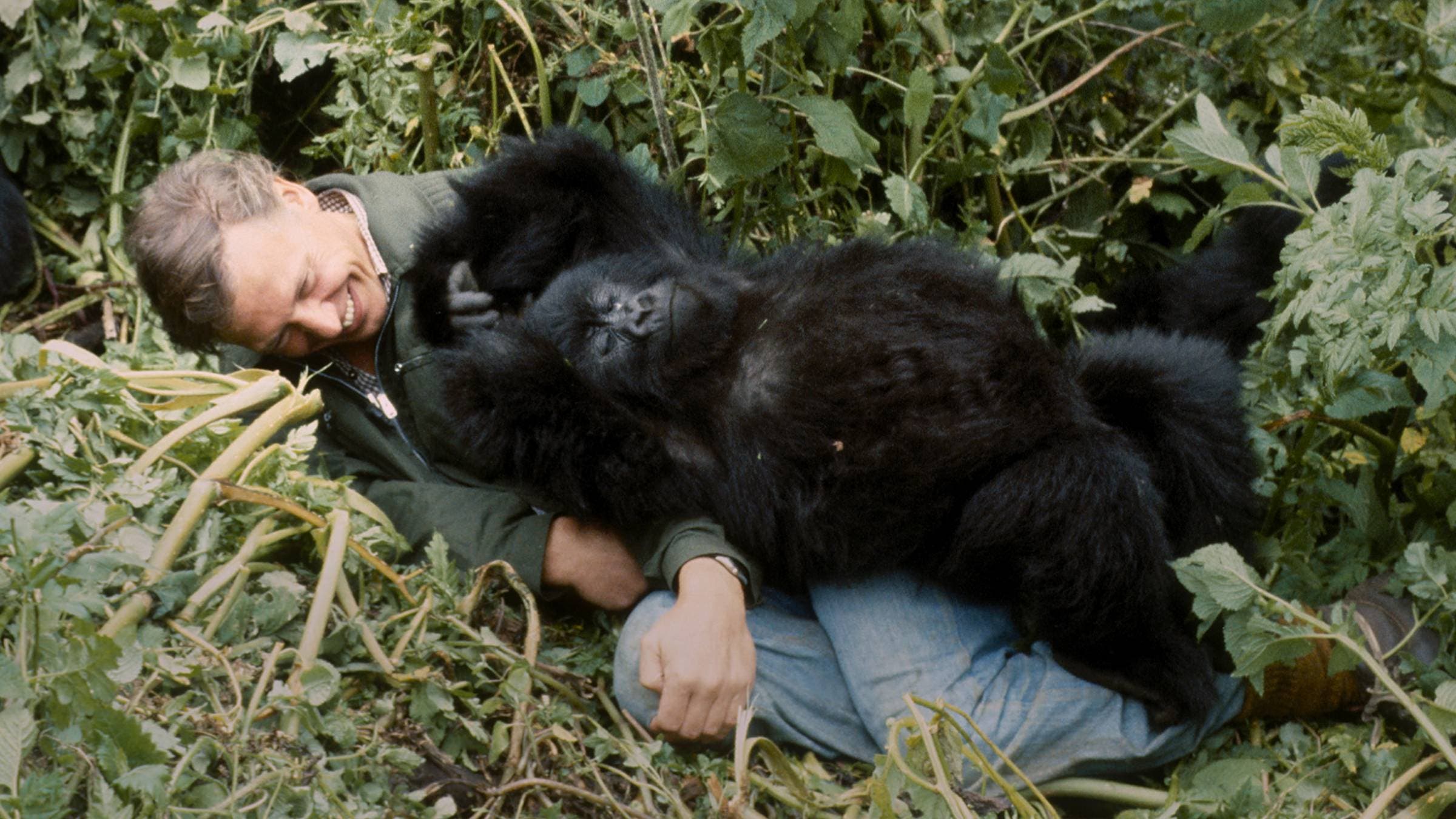 The Story Behind David Attenborough's Famous Gorilla Encounter