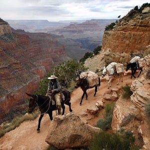 Photo shows an nps packer riding mules through the grand canyon. budget cuts are proposed for the nps in 2027. In 2026, NPS is bracing for more budget cuts