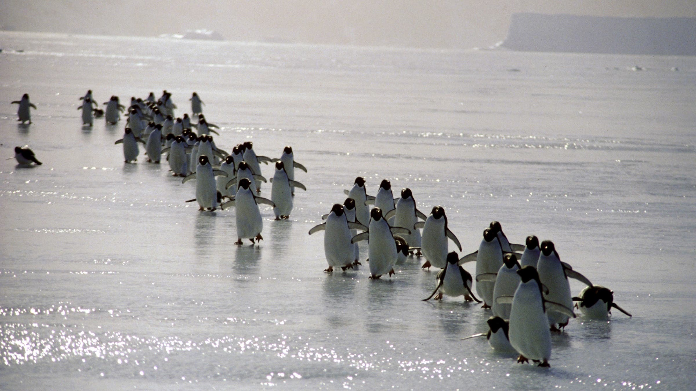 Adelie penguins returning to their rookery over sea ice in Antarctica, as captured by Doug Allan