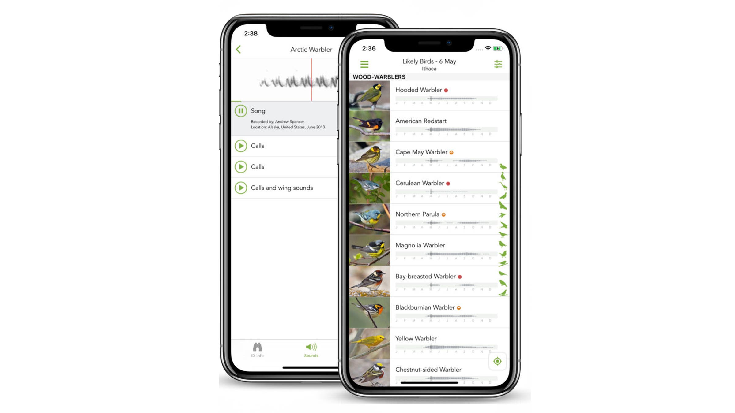 Merlin Bird ID App