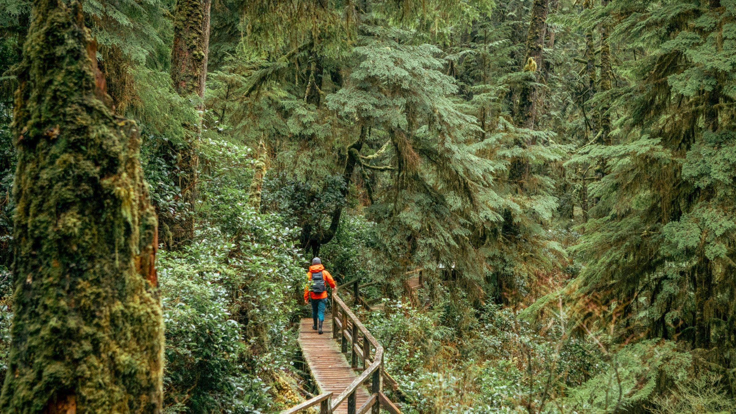 man hiking on boardwalk in Pacific Rim National Park Preserve