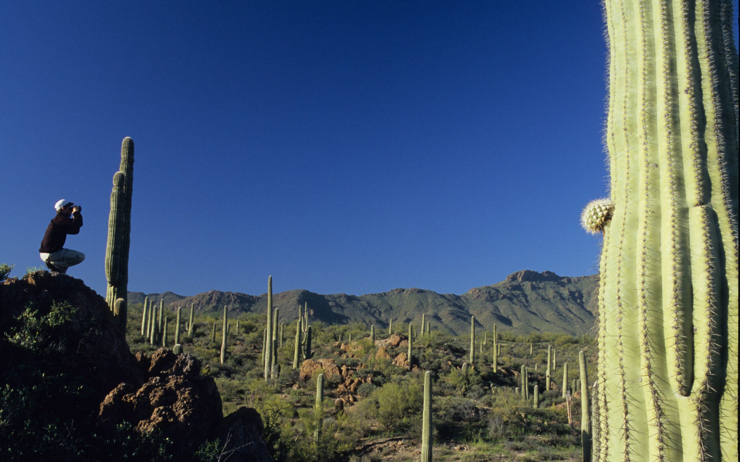 A man birdwatches near Saguaro cactuses