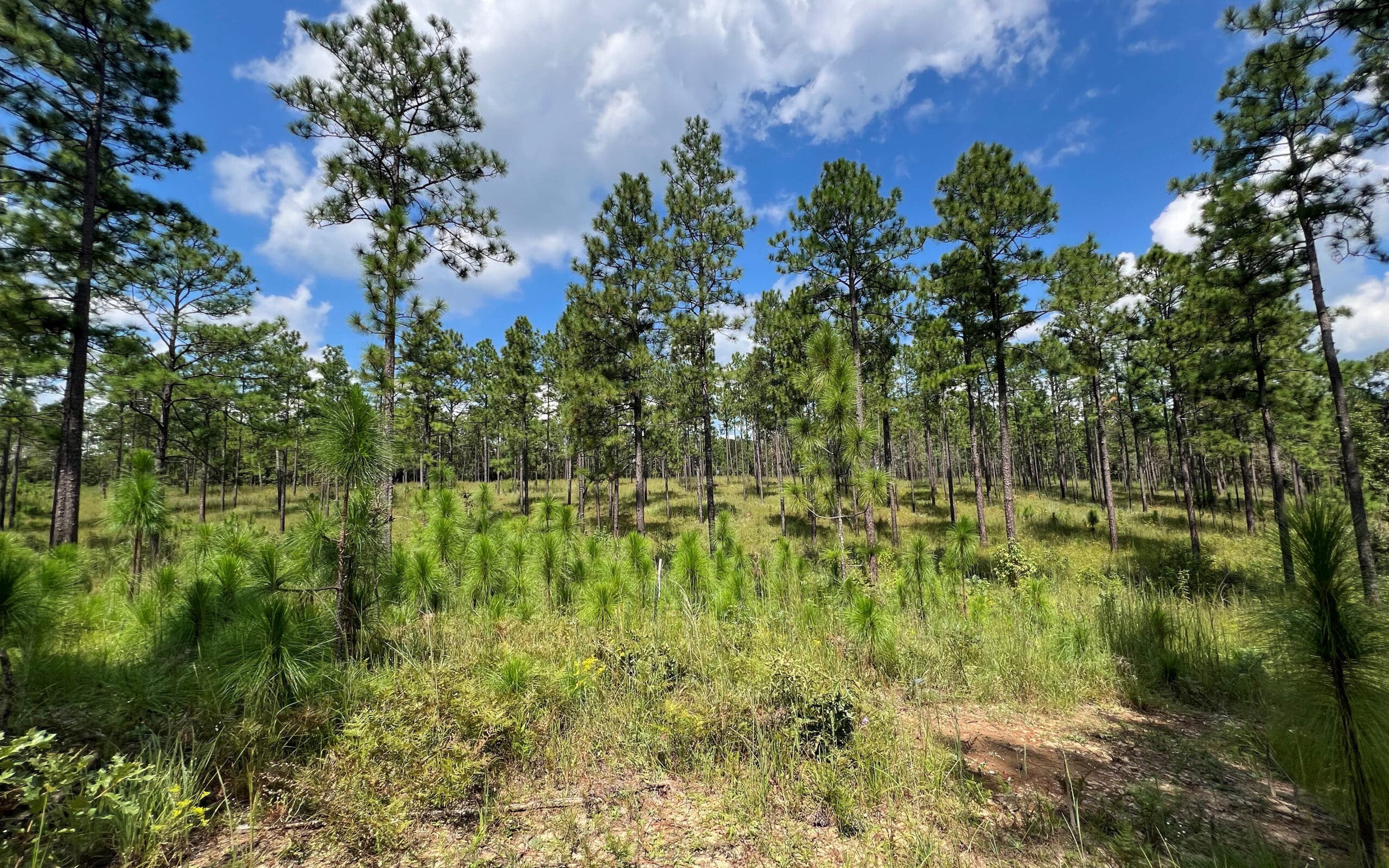 The Flatwoods Savannah in Mississippi