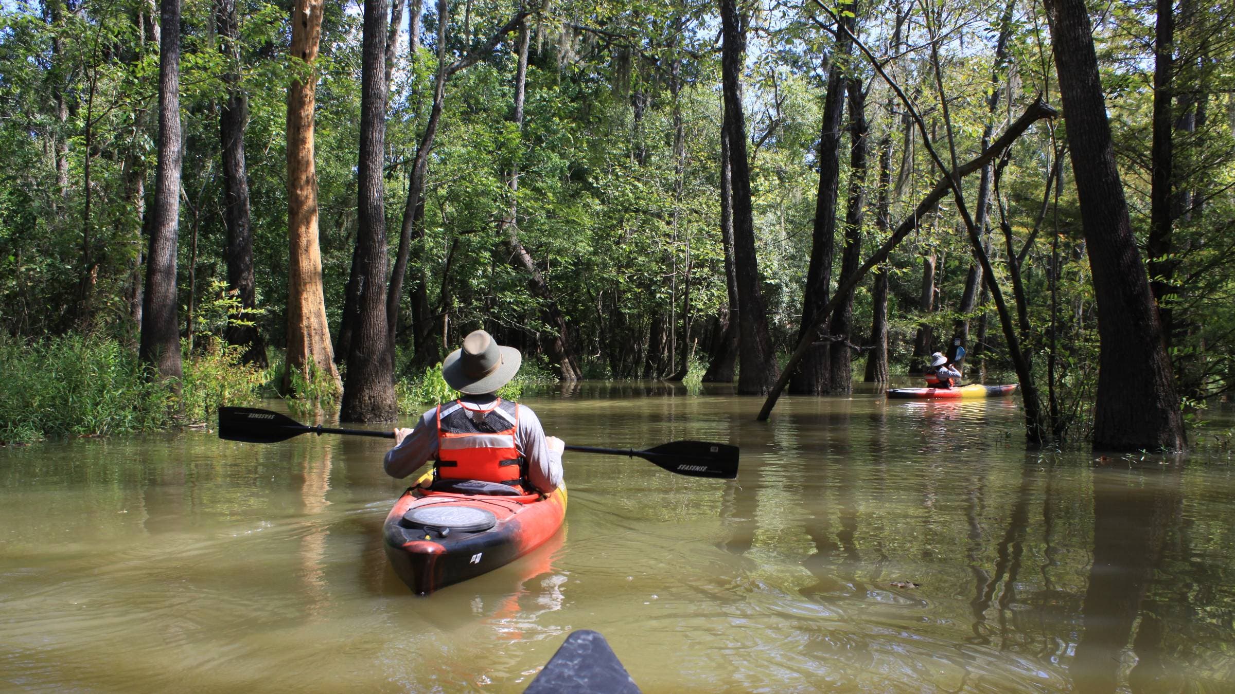 Bg Thicket Wilderness in Texas 