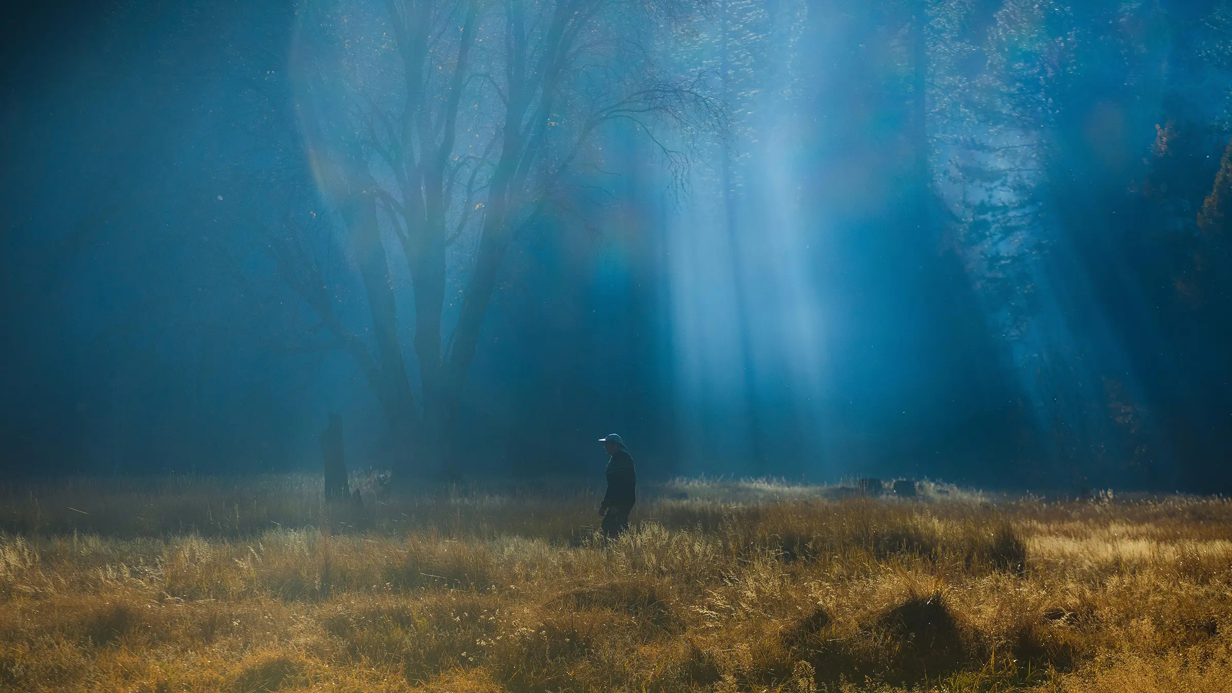A walk in the misty woods in Yosemite National Park