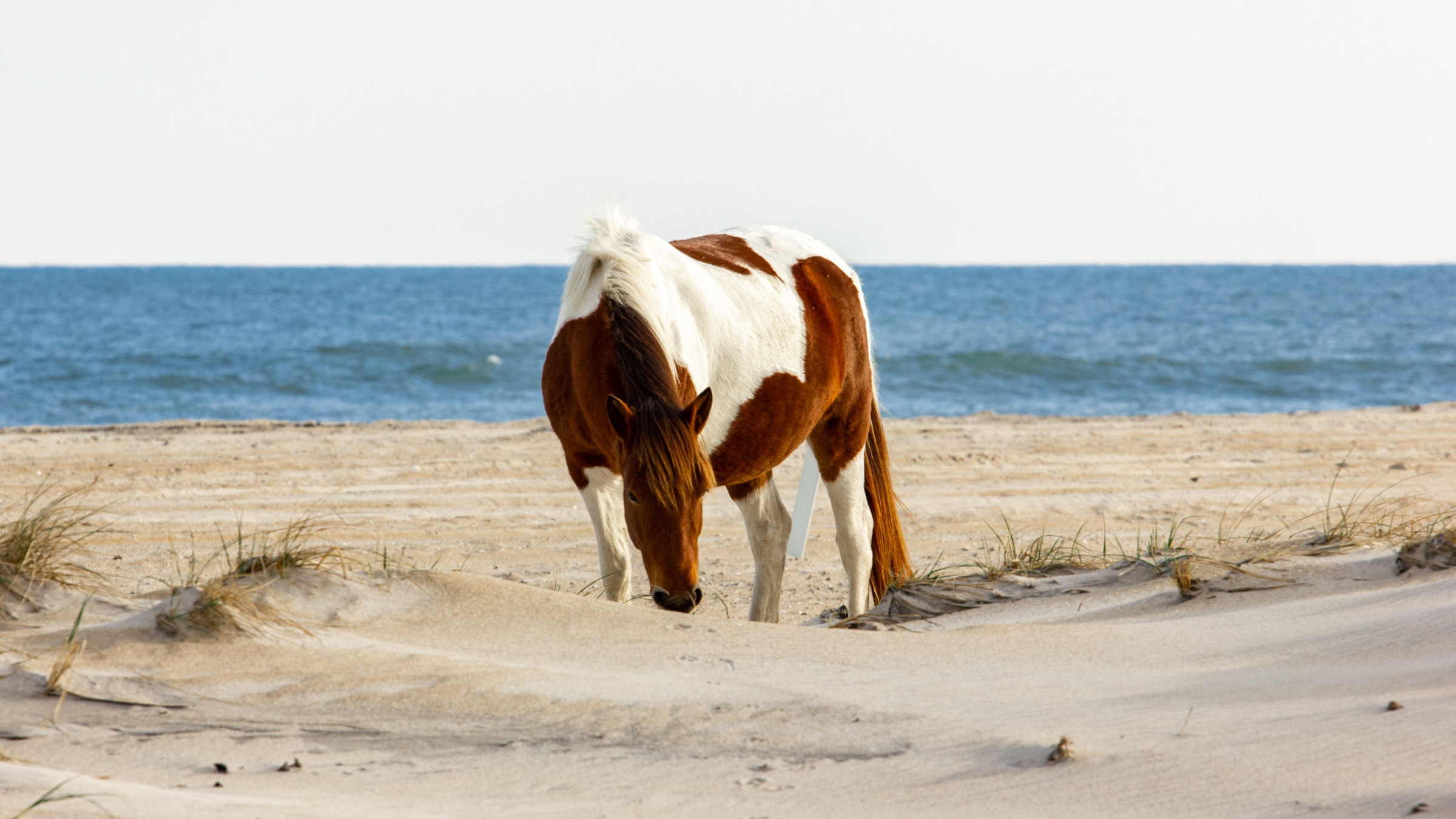 A wild pony grazes on grass on Assateague Island National Seashore Along the Coast of Maryland
