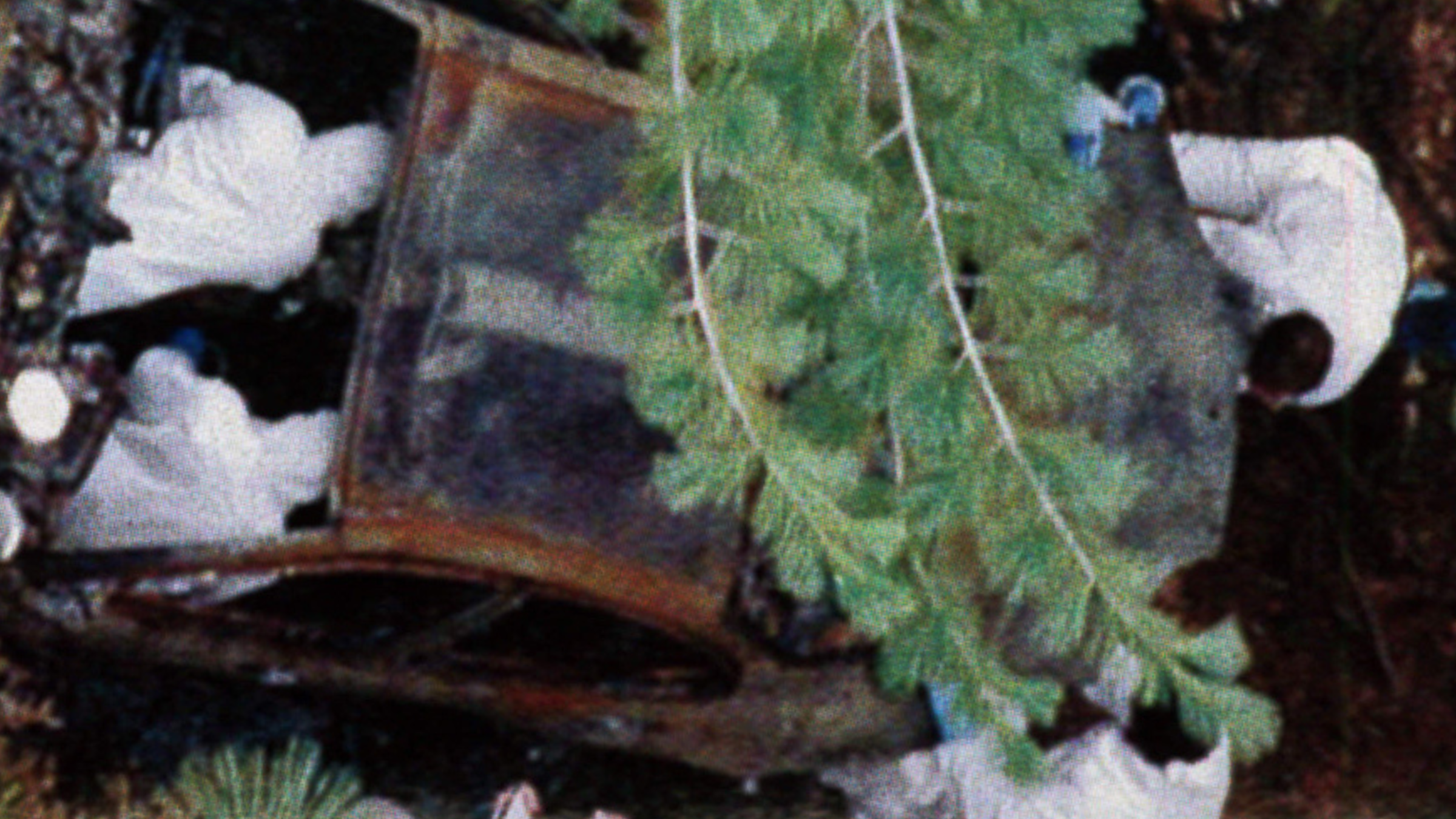 Pictured is a forensic team looking through a Pontiac in search of victims of murder in Yosemite National Park.
