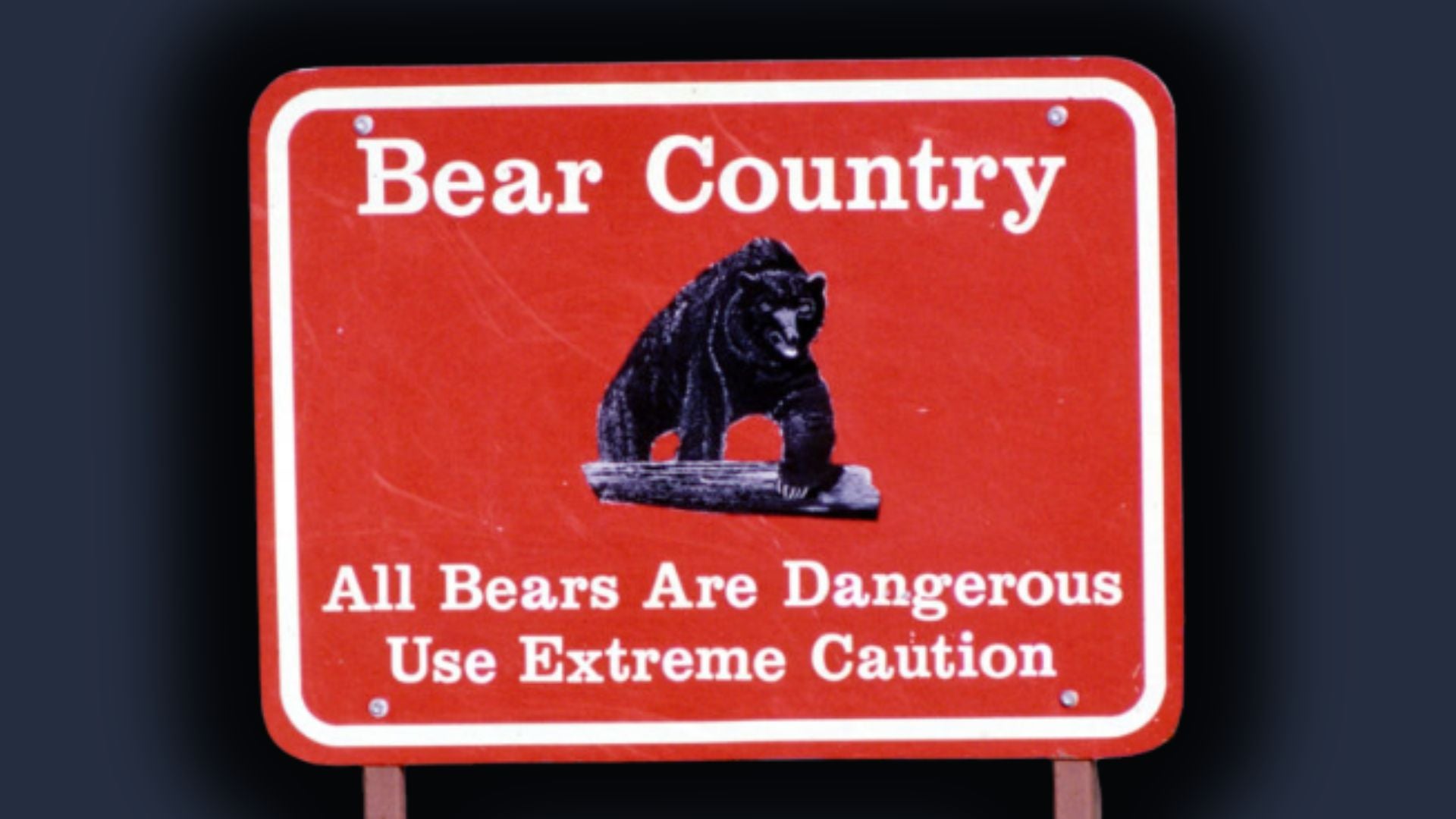 Two Grizzly Attacks Hit Yellowstone and Glacier in One Week. An Expert Explains If This Is the New Normal.