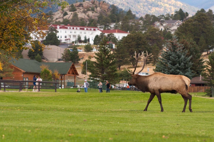 Elk
