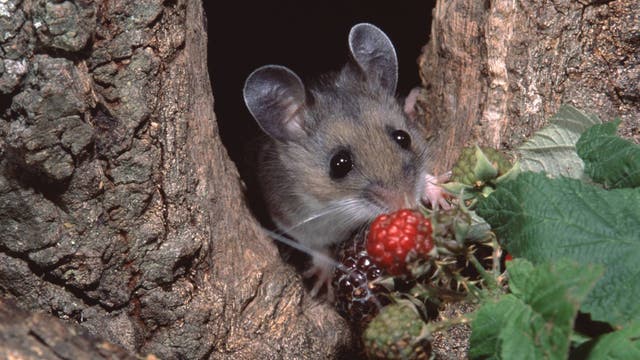 The Last Hantavirus Outbreak in the U.S. Was in a Campground. Should Hikers Worry?