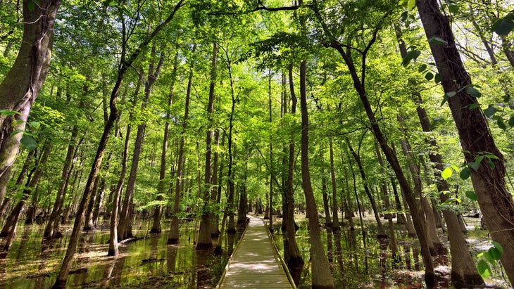 Congaree National Park 