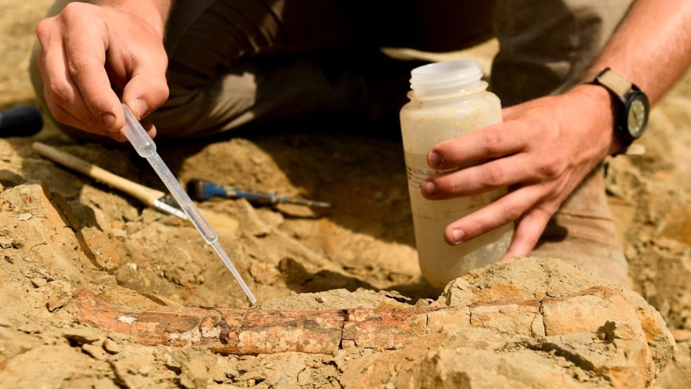 A glue like substance is used to preserve an unearthed dinosaur bone as it is excavated by volunteers and researchers with the Denver Museum of Nature and Science during a expedition to excavate dinosaur bones and fossils from The Blues below Powell Point at the Grand Staircase-Escalante National Monument in Utah on July 21, 2021. 