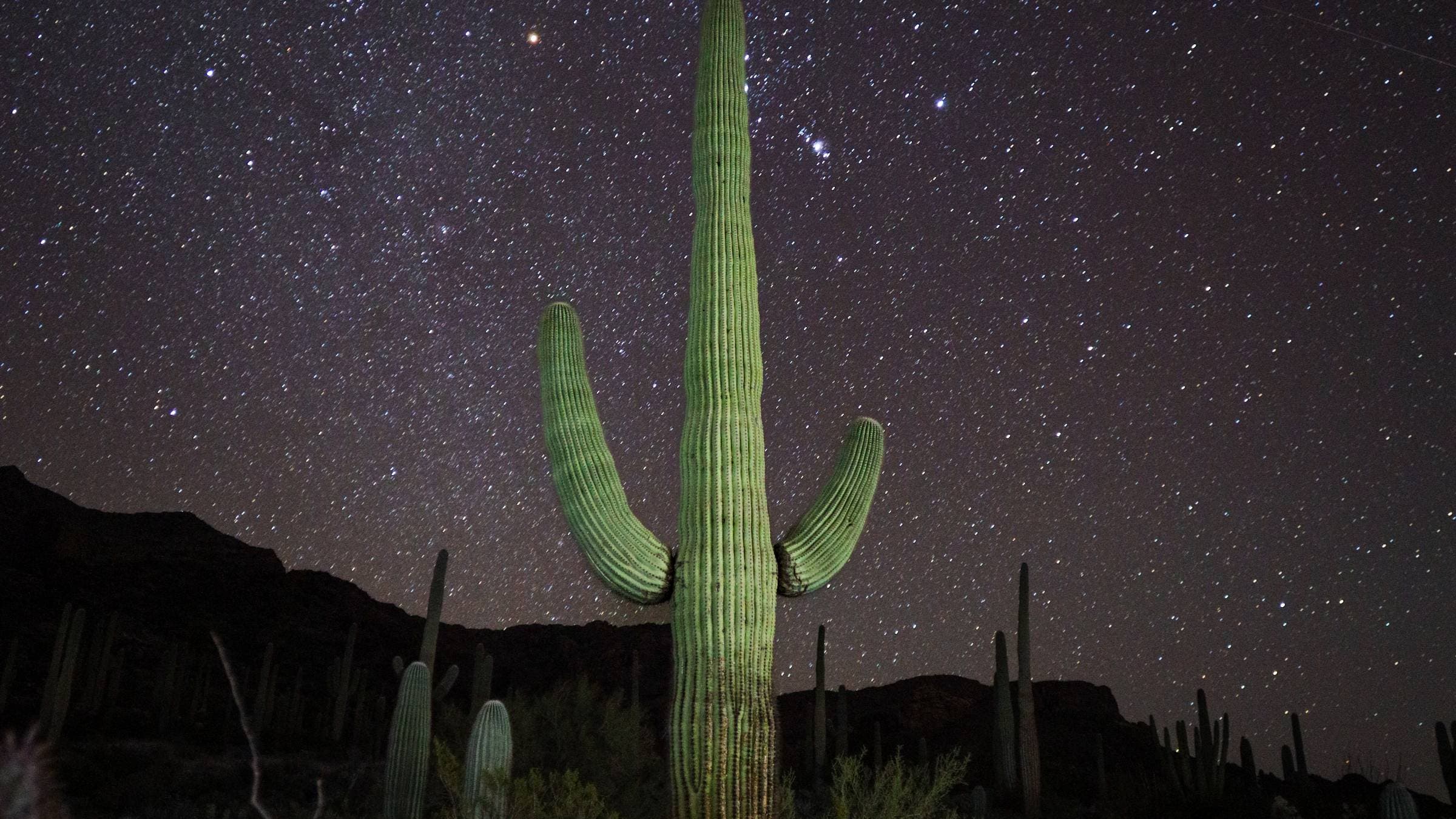 Saguaro Cactus at Night