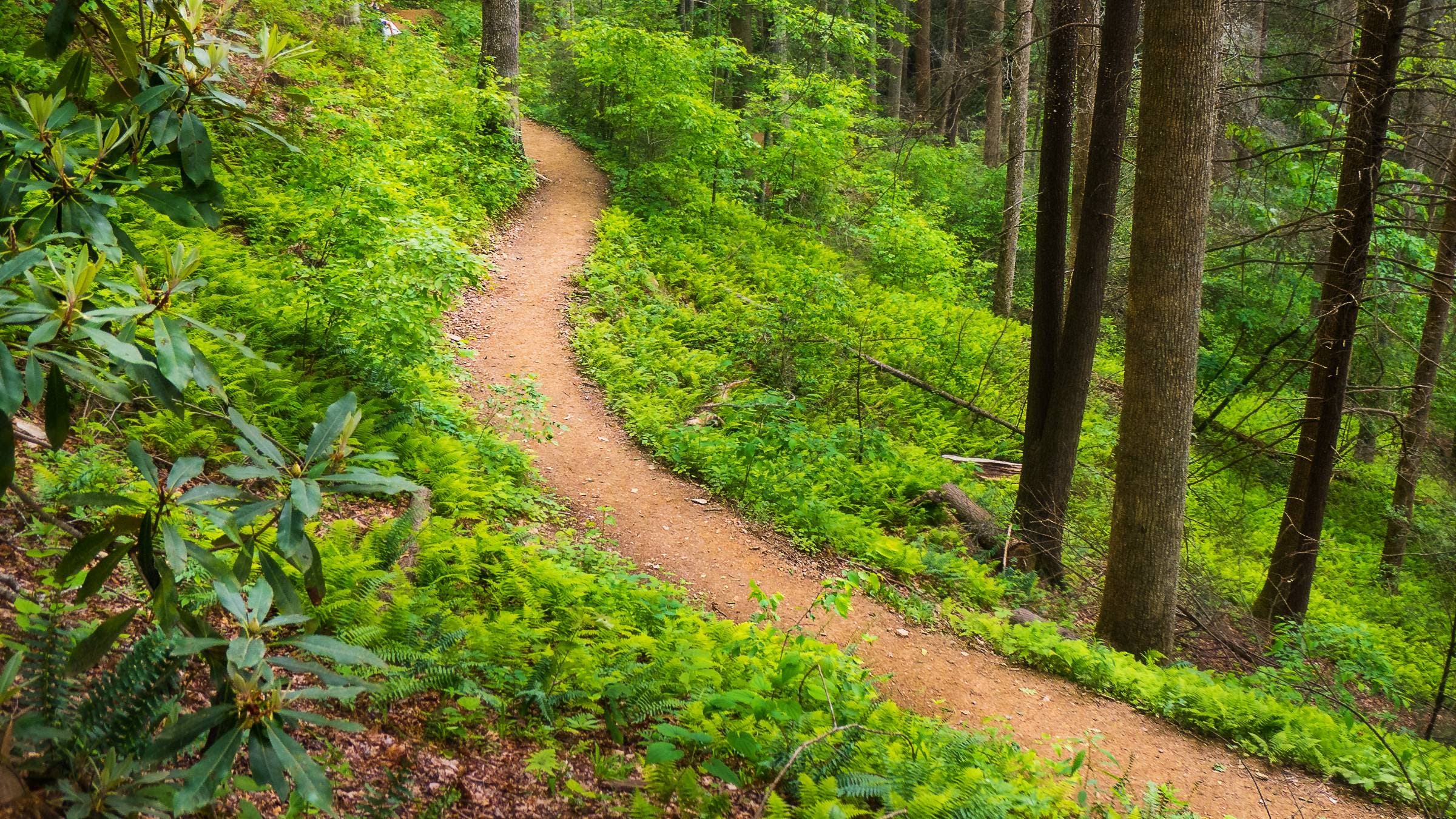 Looking Glass Rock Trail as it winds through Pisgah National Forest. 