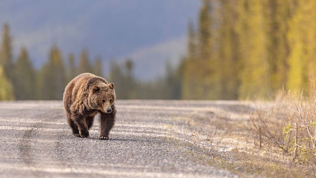 After Recent National Park Bear Attacks, Zinke Wants to Delist Grizzlies. Experts Say It Won't Help.