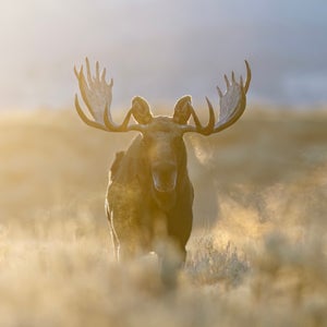 A large bull moose walks across the sage flats as the sun rises behind him on a cold early morning in Wyoming