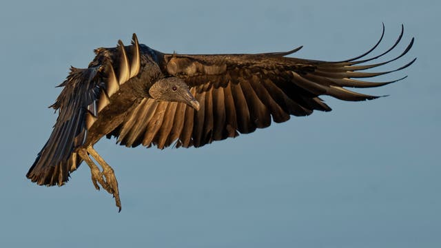 Dozens of Vultures Were Illegally Dumped in Great Smoky Mountains National Park. The Feds Want Answers.