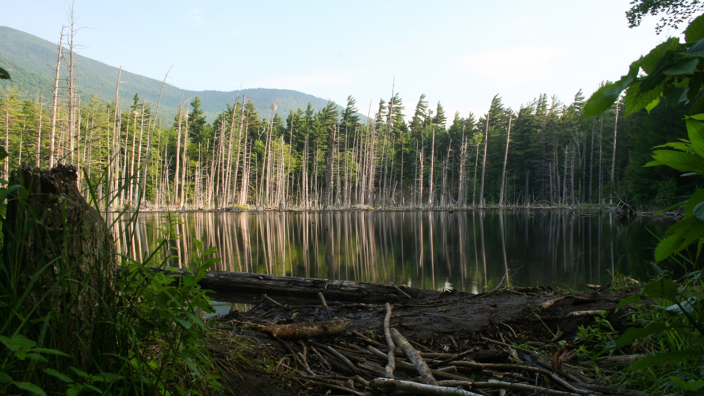 Dead trees reflected in a beaver pond at dawn.  Adirondack Park, NY, USA.