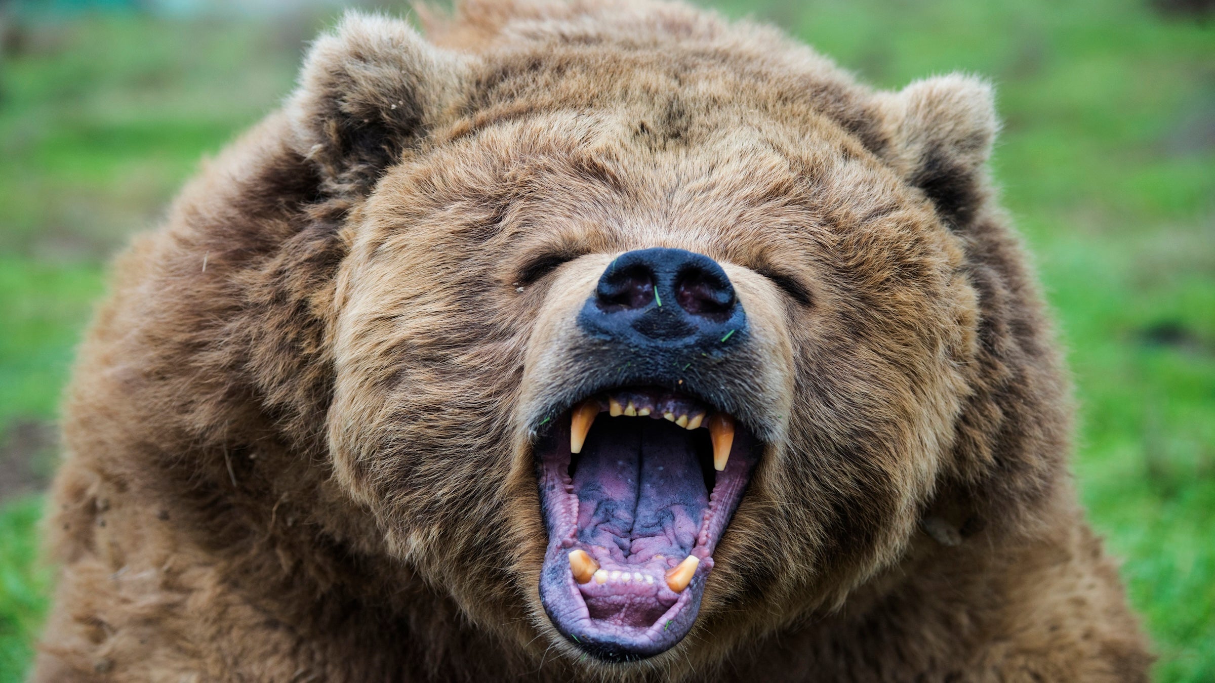 This Yellowstone Standoff Proves Why You Never Mess With a Grizzly’s Dinner