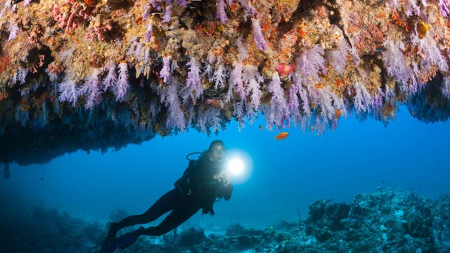 After 6 Dead in a Maldives Diving Tragedy, the Safety Lessons We Need to Take Away