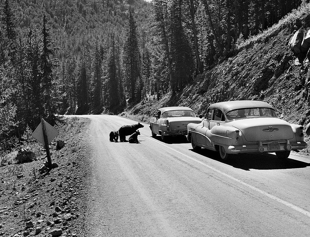 Two Grizzly Attacks Hit Yellowstone and Glacier in One Week. An Expert Explains If This Is the New Normal.