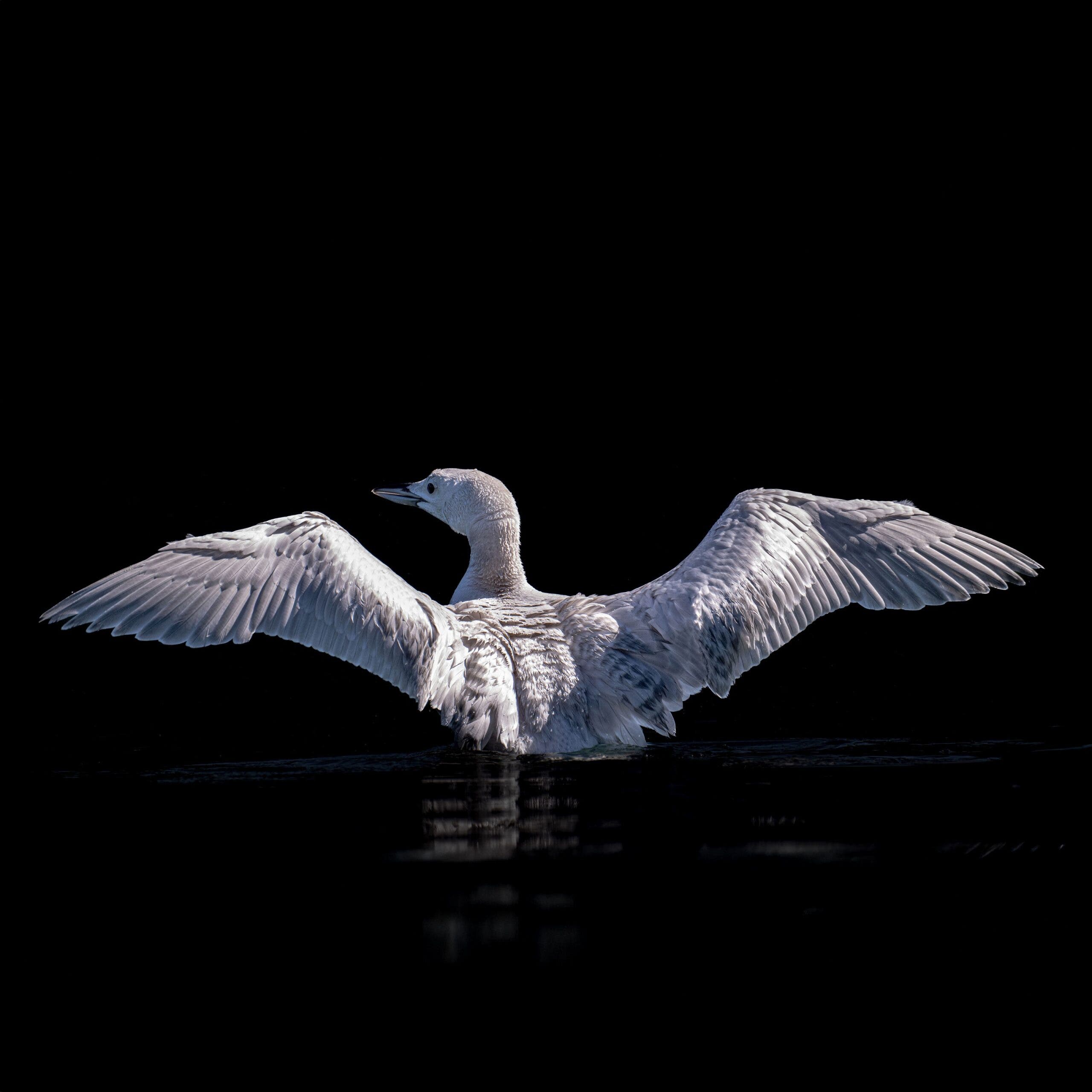 a white loon is seen spreading its wings as it attempts to fli