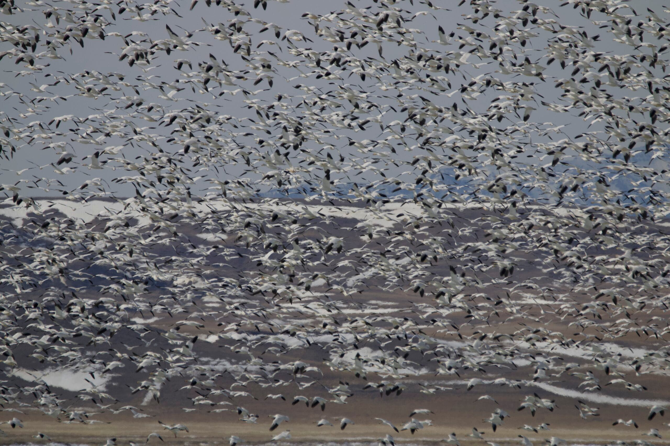 a flurry of birds shown against a mountains background at montana's freezeout lake