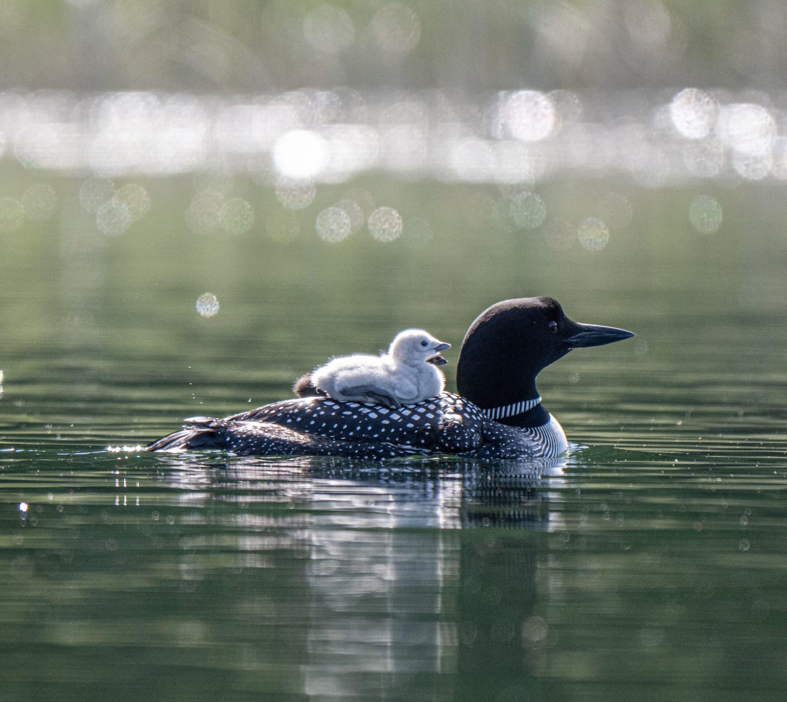 leucistic loonlet is shown riding along its parents back