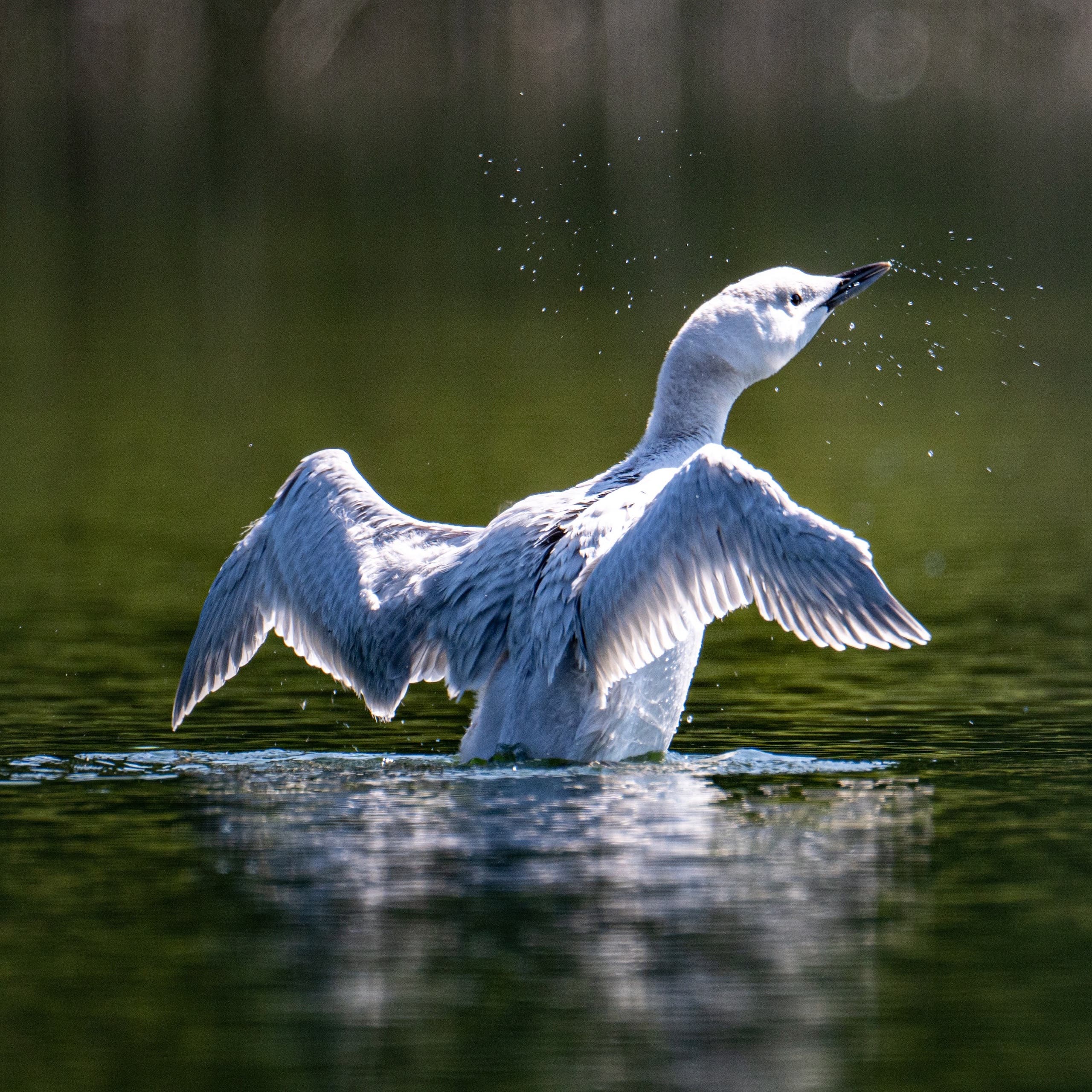 a leucistic loon is seen flapping its wings over the water