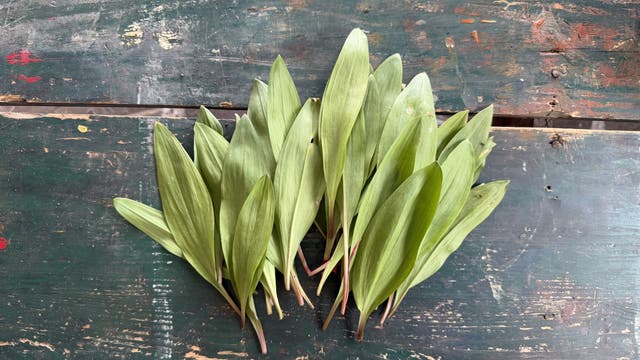 Is This the Most Overhyped Ingredient in the Northeast? We Went Foraging to Find Out.
