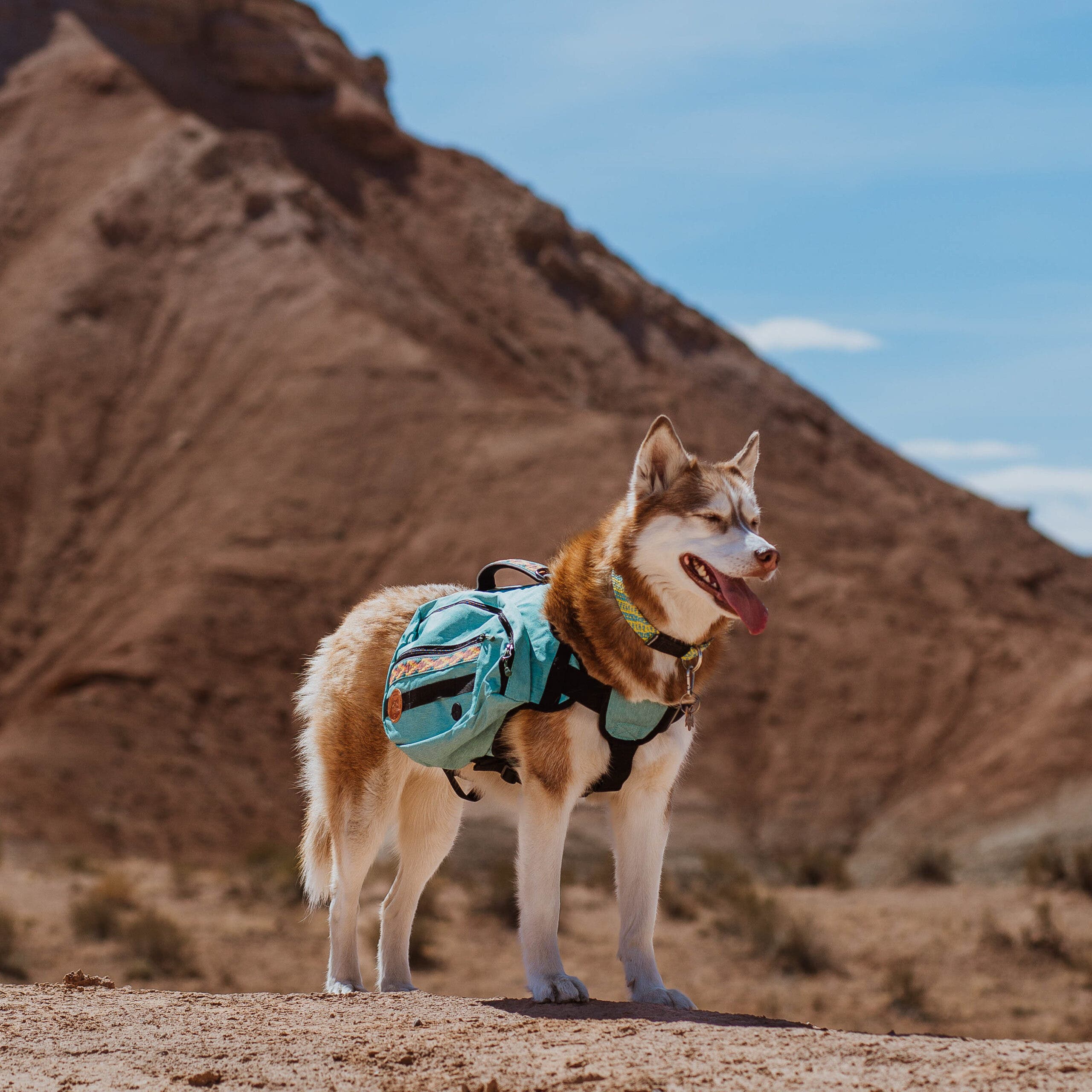 a husky is shown against an arid landscape wearing the light blue wilderdog harness